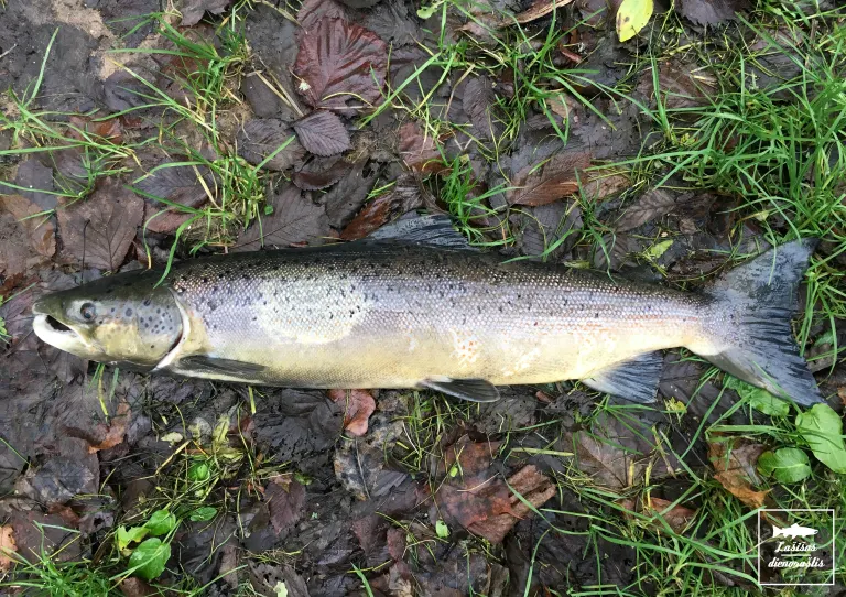 Lašišos patinas žuvo nuo brakonierių kablių