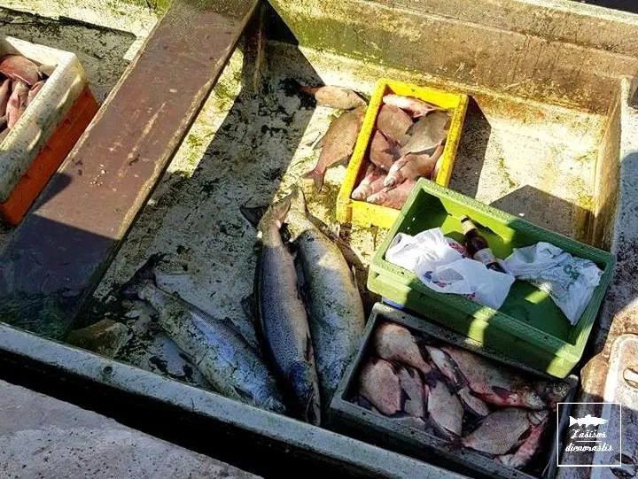 Ar žinojote, kad žvejams verslininkams pagavus Kuršių mariose lašišą draudžiama ją parduoti?