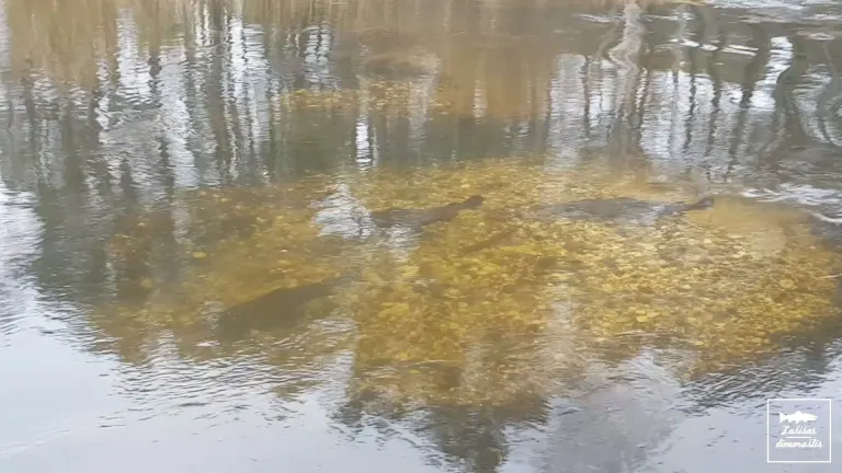 Lašišų ir šlakių nerštas jau prasidėjo!