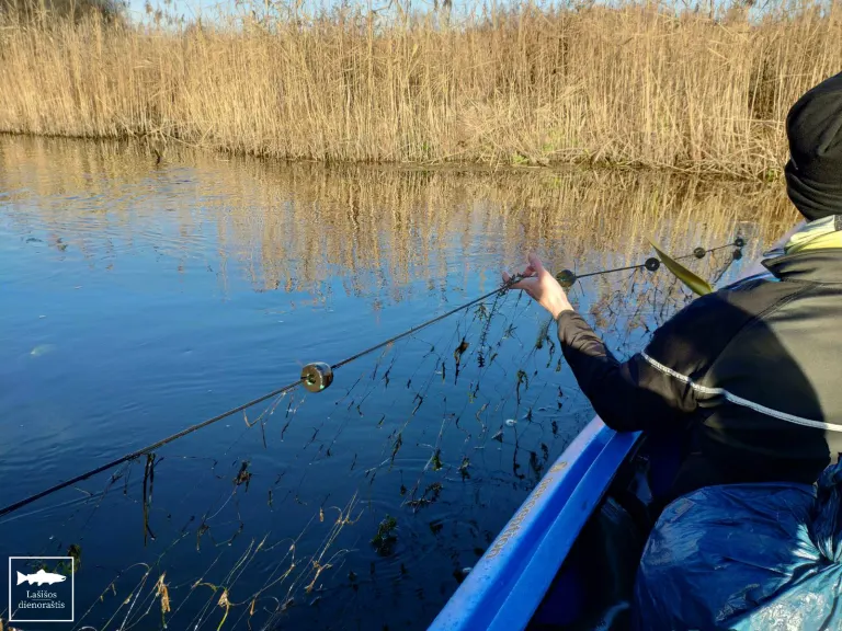 Štai tokia mūsų ir lašišų kasdienybė šiomis dienomis…