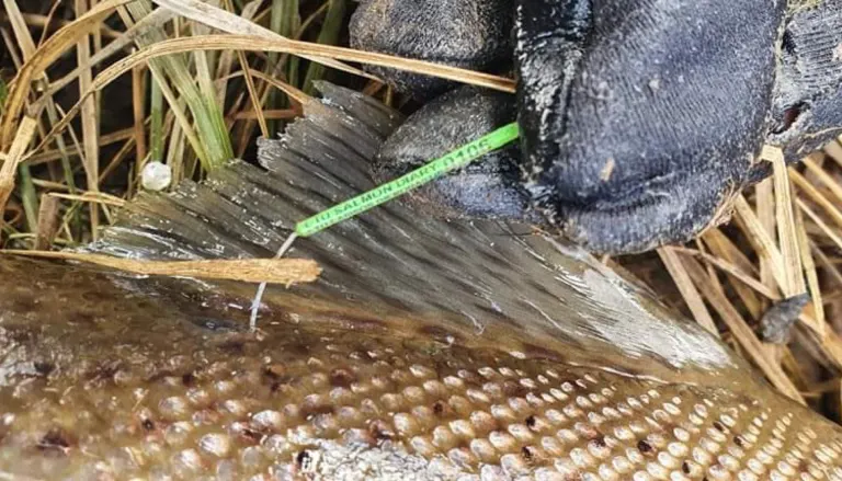Sugautas pirmasis mūsų pažymėtas šlakis❗️🐟🐟🇱🇹