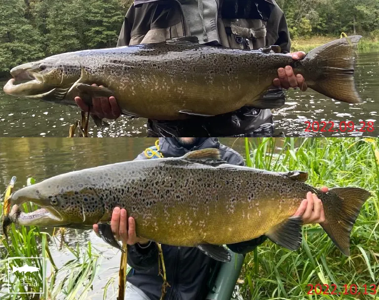 Sugautas mūsų pažymėtas lašišos patinas 🐟🇱🇹🐟