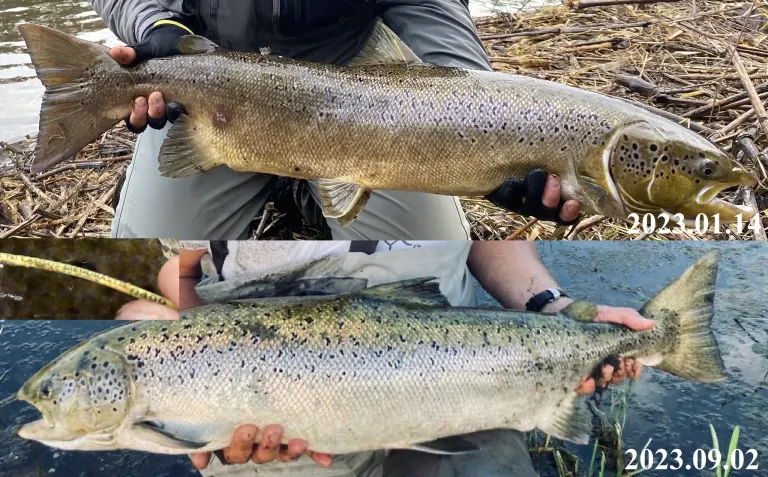 Vėl sugauta mūsų pažymėta lašišos patelė 🐟🇱🇹🐟