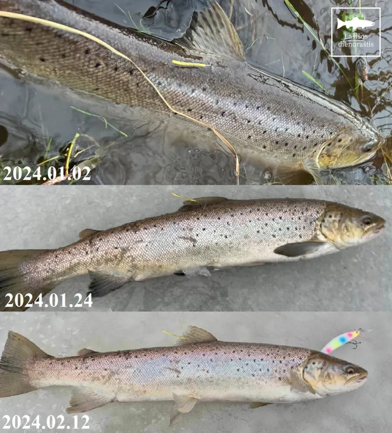 Šiemet net 3 žymėti šlakiai buvo pagauti po 3 kartus🐟🇱🇹🐟
