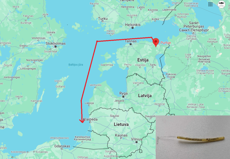 Ties Lietuva sugauta Estų žymėta lašiša, kurios augimo tempas įspūdingas.