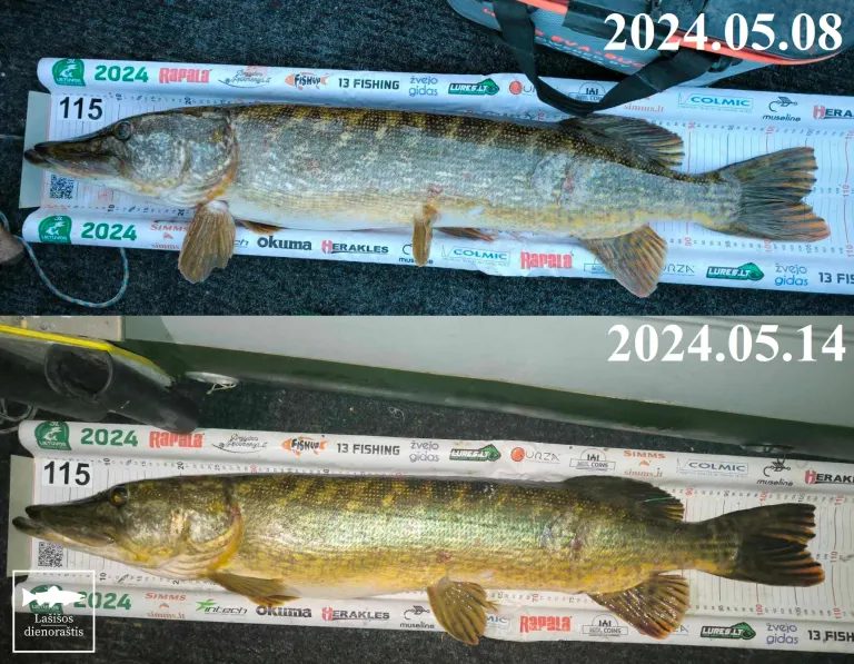 Pirmą kartą pagauta pažymėta lydeka 🐟🇱🇹🐟