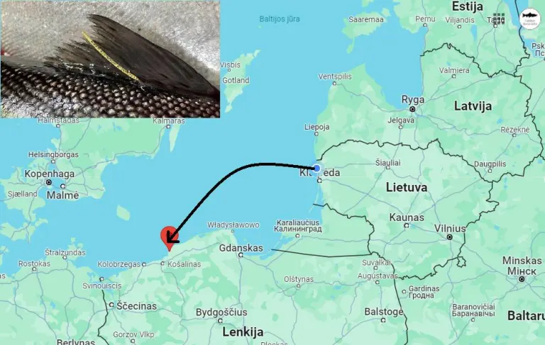 Ties Lenkija sugauta mūsų žymėta žuvis, kurios augimo tempas nustebino