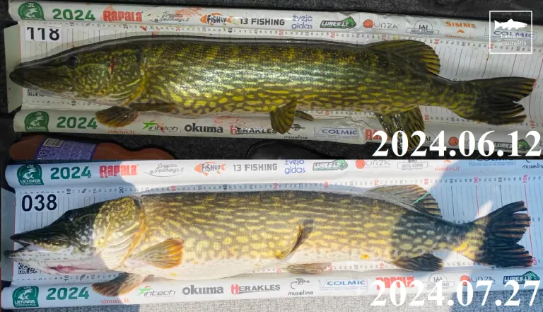 Sugauta žymėta lydeka