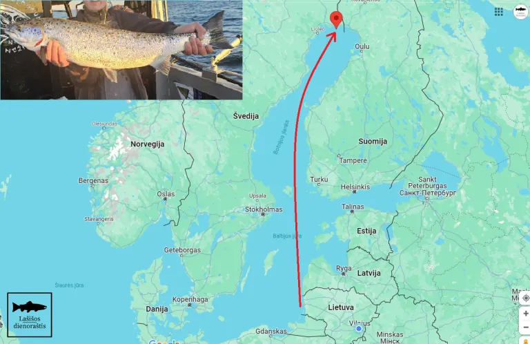 Ties Švedija sugauta mūsų žymėta žuvis, kuri perplaukė beveik visa Baltijos jūrą.