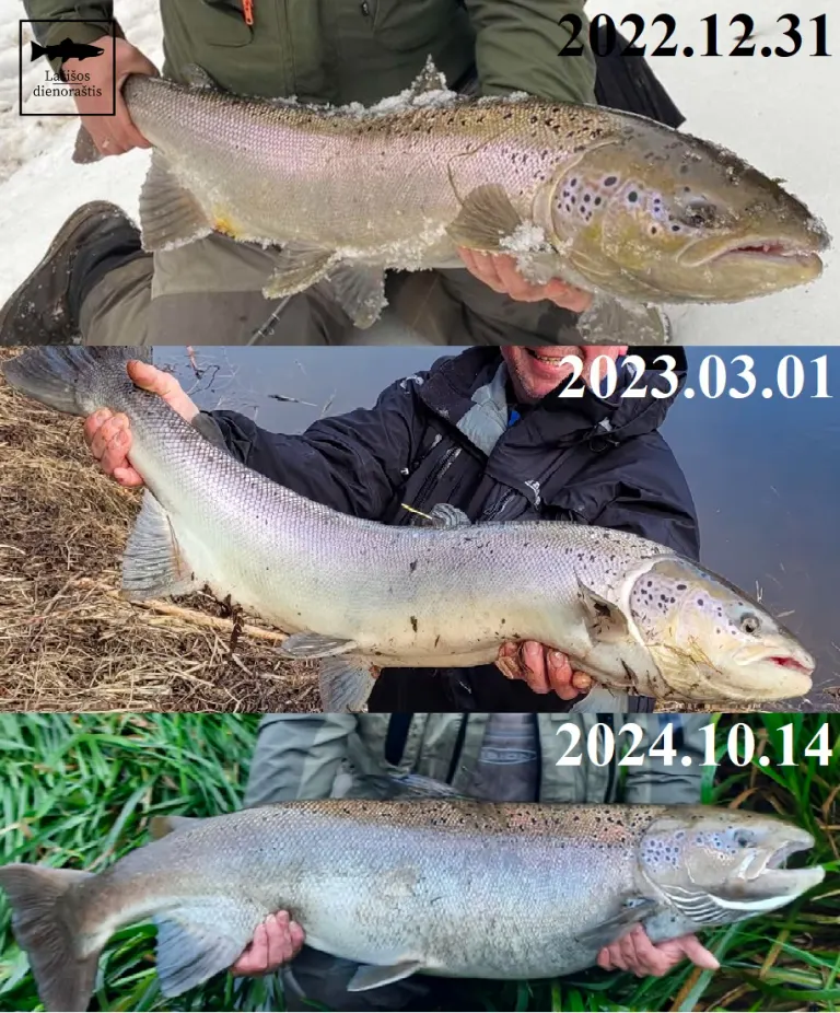 Neryje žymėta lašiša sugauta jau trečią kartą! 🐟🇱🇹🐟