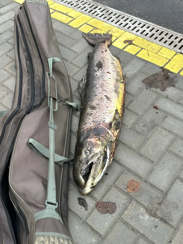 Brakonieriai siaučia net pačiame Belmonte‼️
