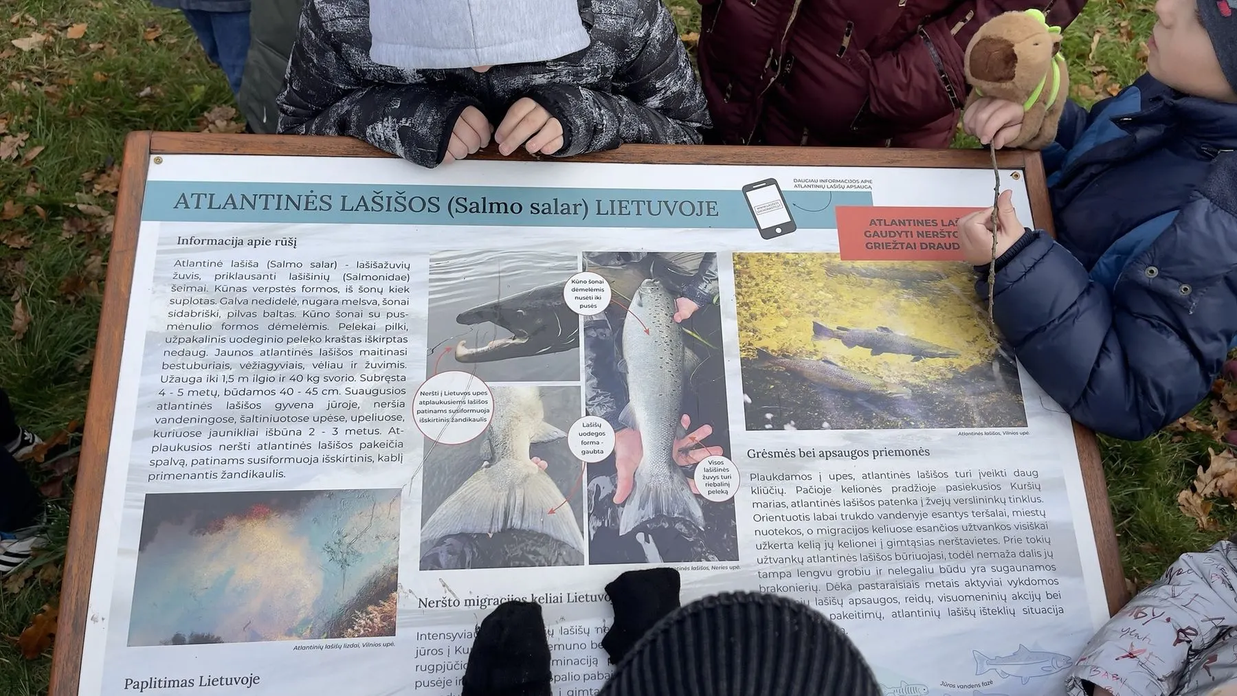 Informacinis stendas apie Atlanto lašišas