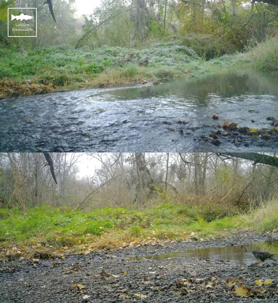 Musės upė žemiau užtvankos